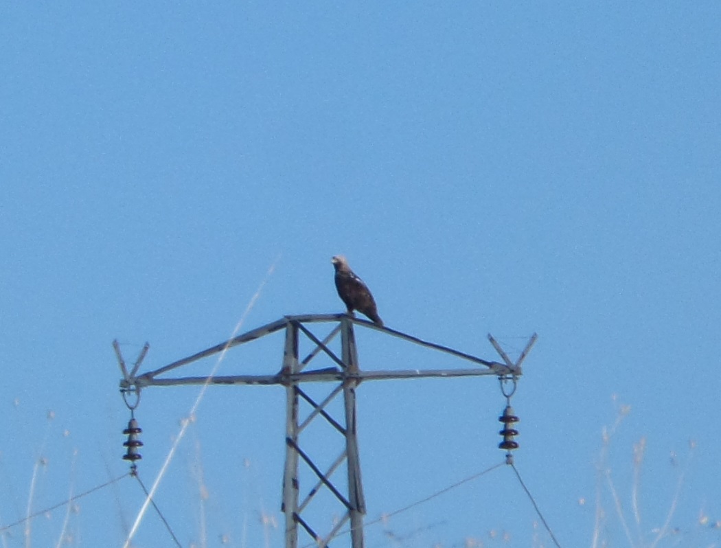 Eastern Imperial Eagle