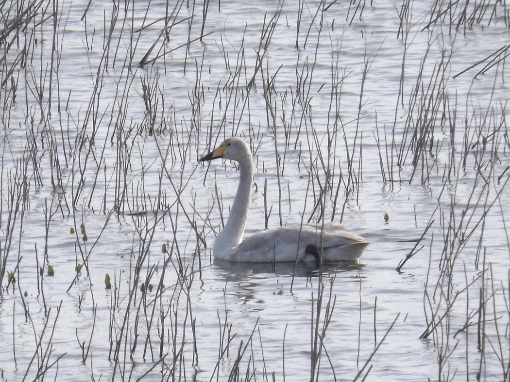Whooper Swan