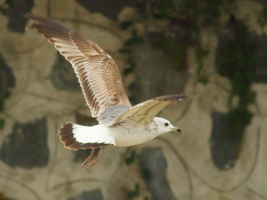 Common Gull