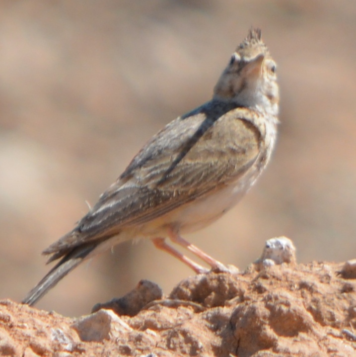 Crested Lark