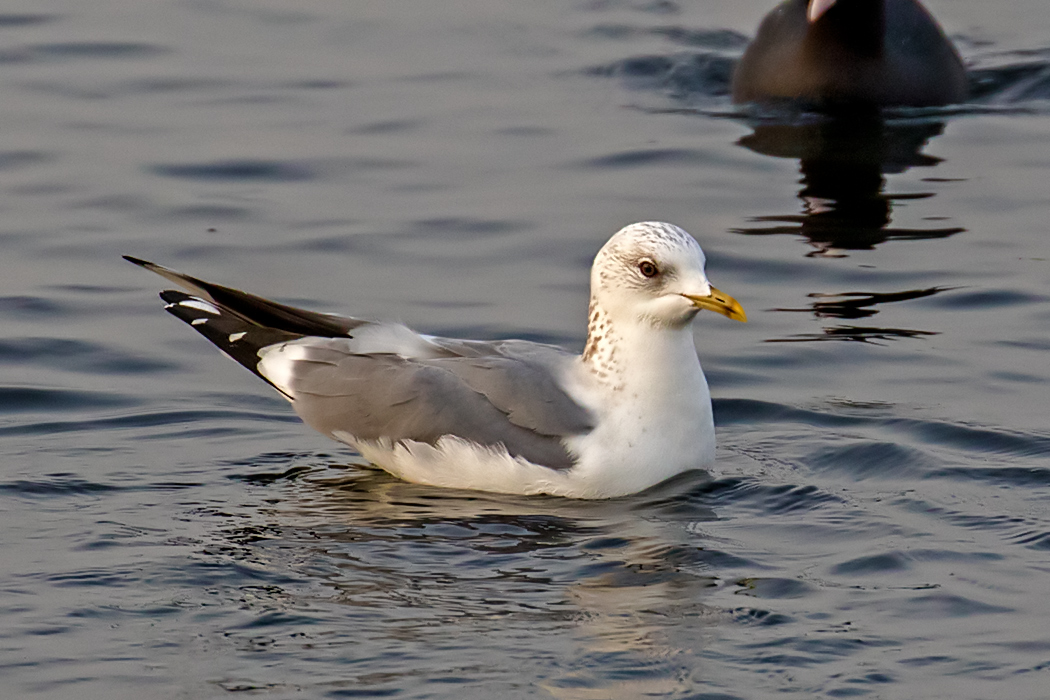 Mew Gull