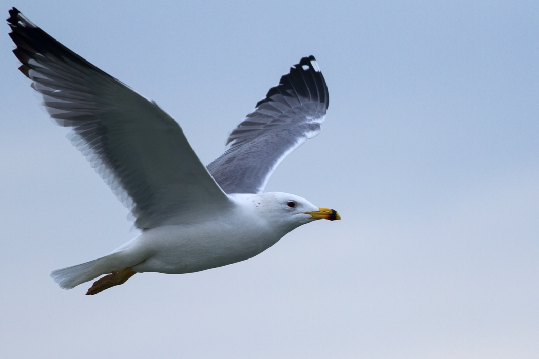 Armenian Gull