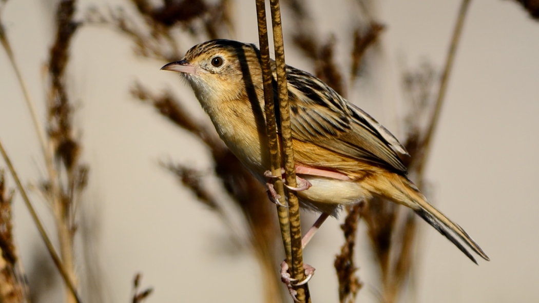 Zitting Cisticola