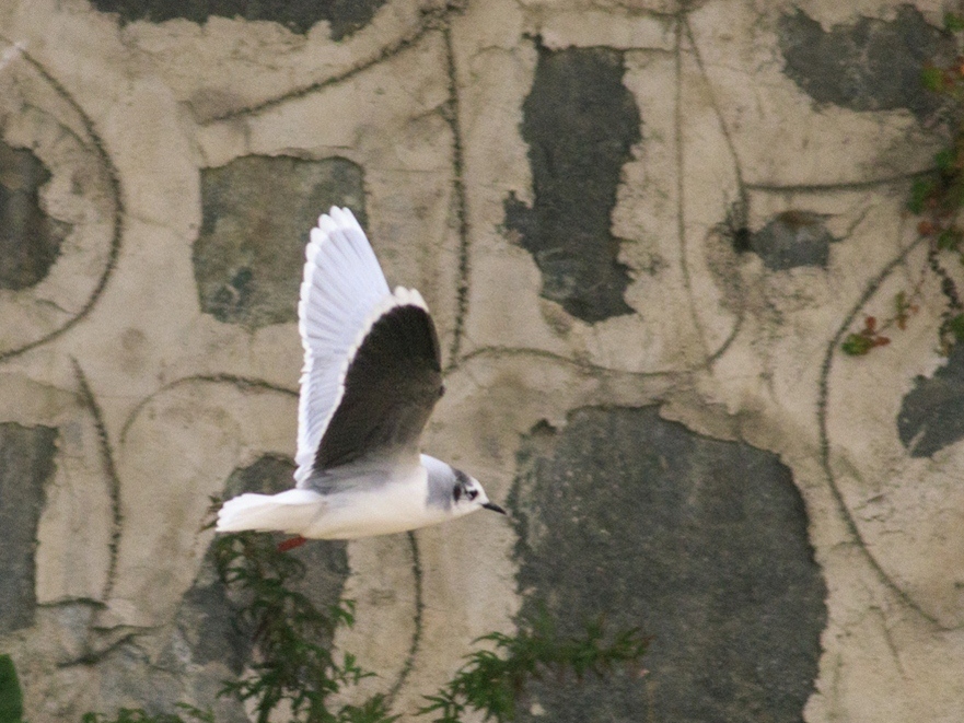 Little Gull