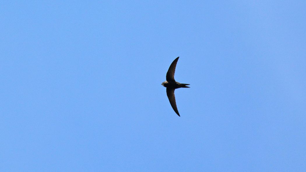 Common Swift