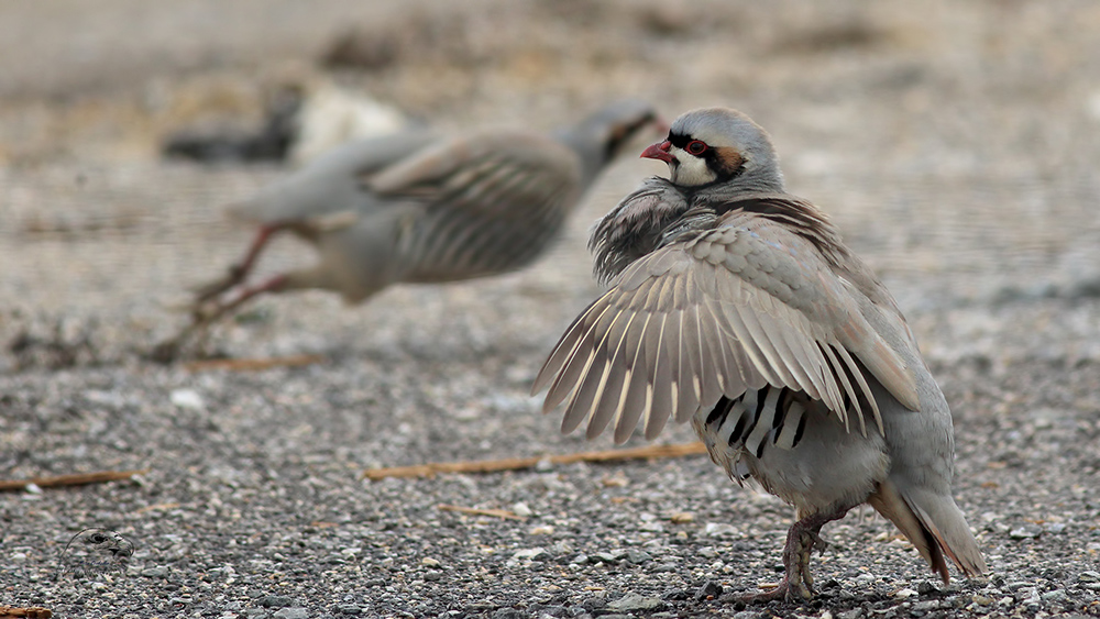 Chukar Partridge