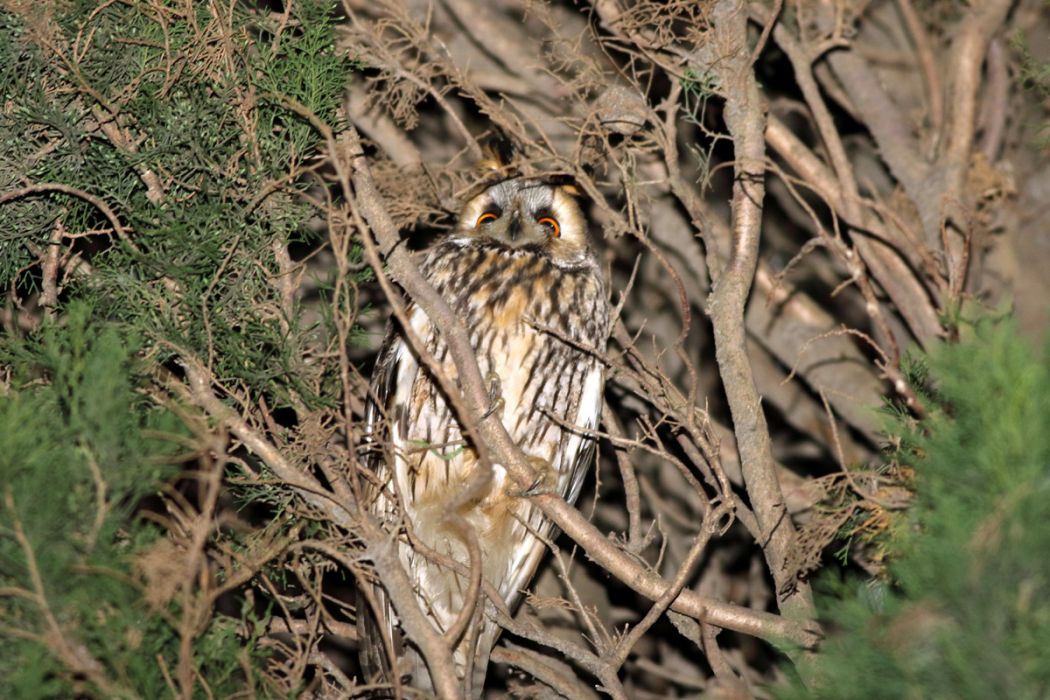 Long-eared Owl