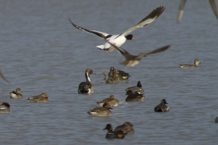 Northern Pintail