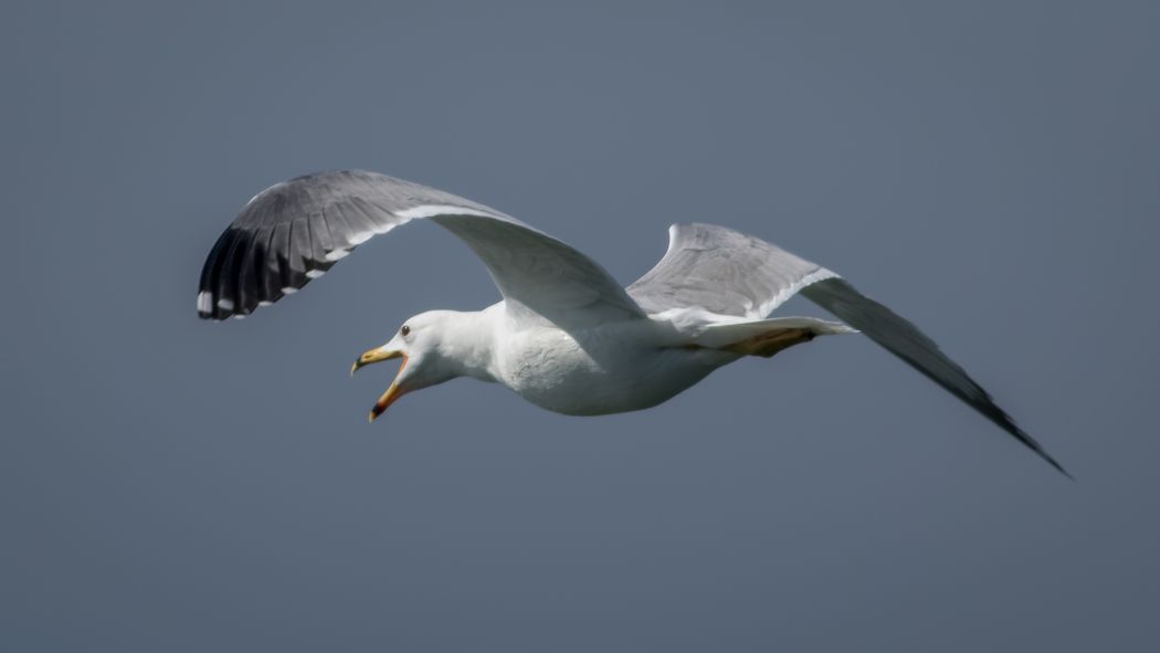 Armenian Gull