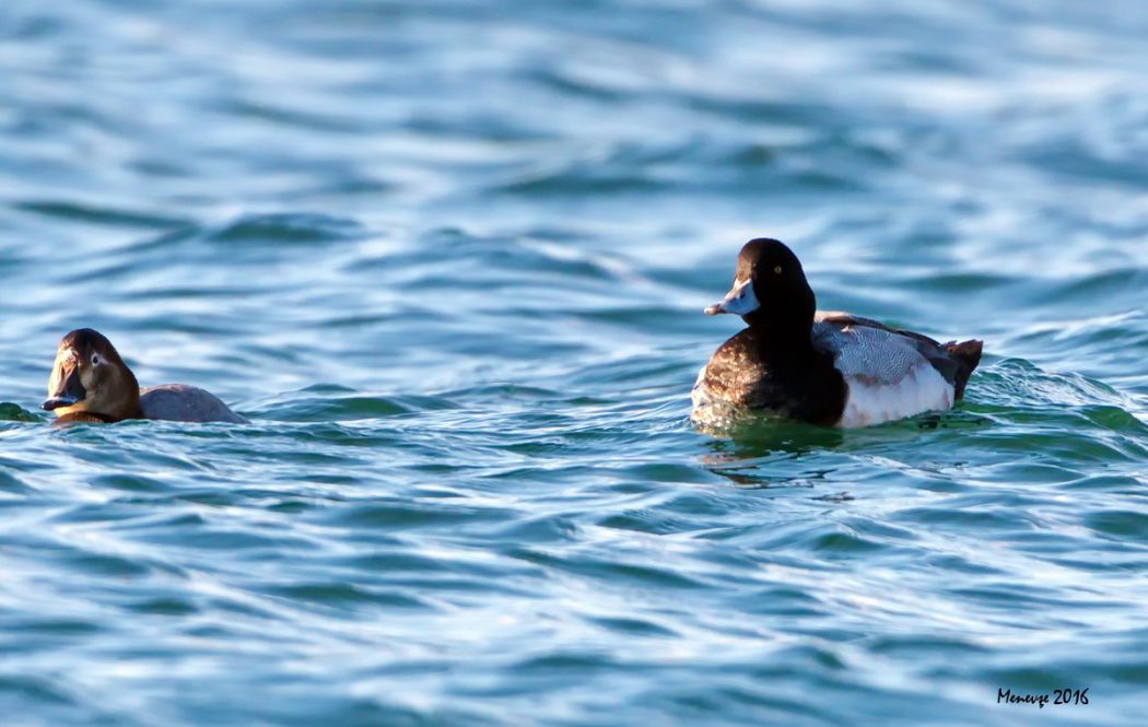 Greater Scaup