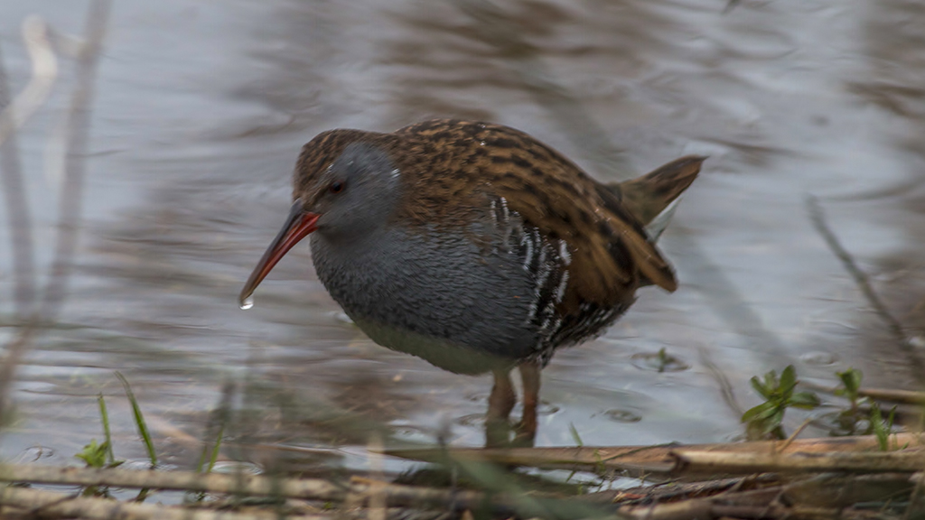 Water Rail