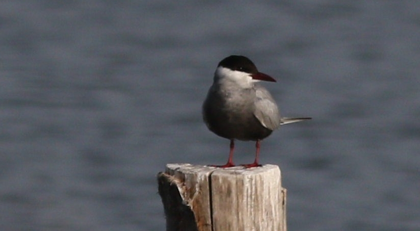 Whiskered Tern