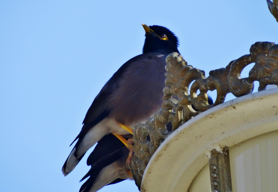 Common Myna
