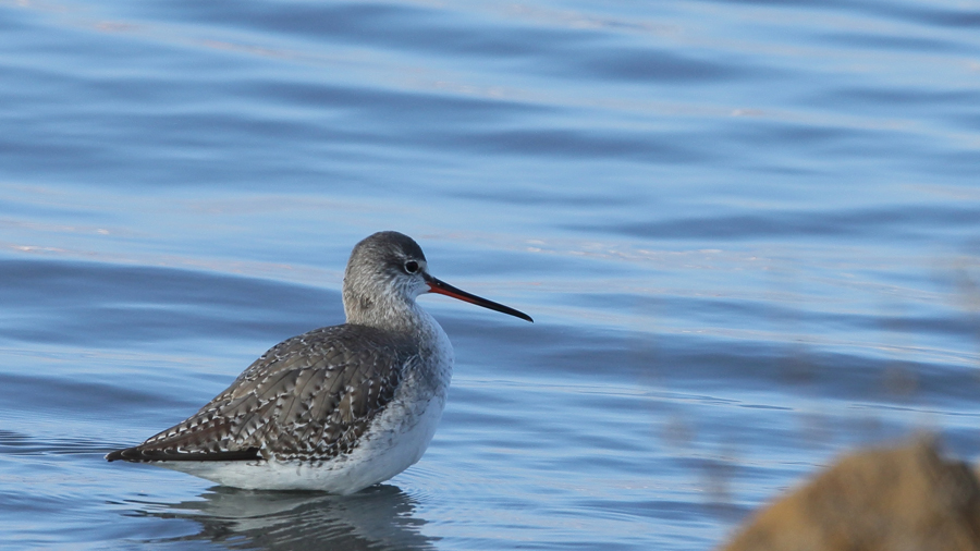Spotted Redshank