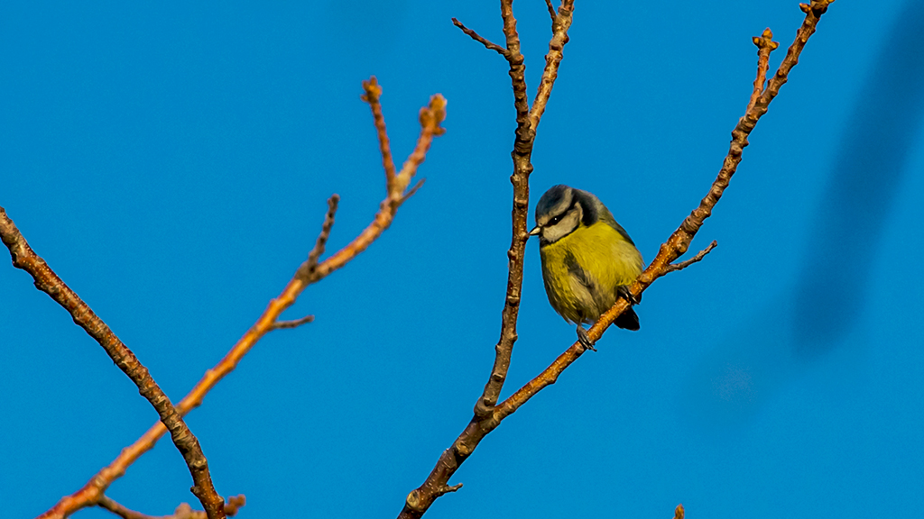 Eurasian Blue Tit