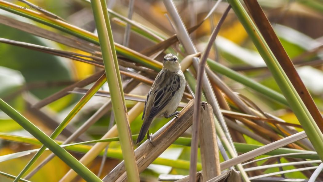 Sedge Warbler