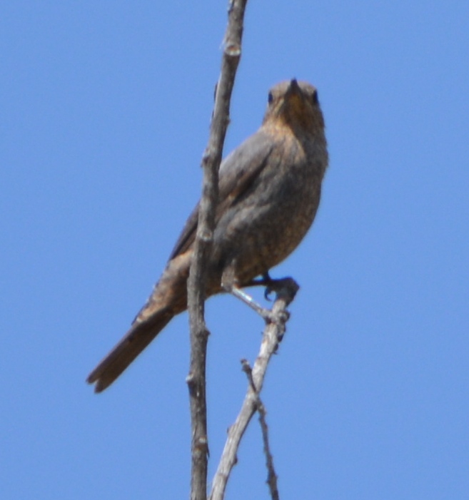 Blue Rock Thrush