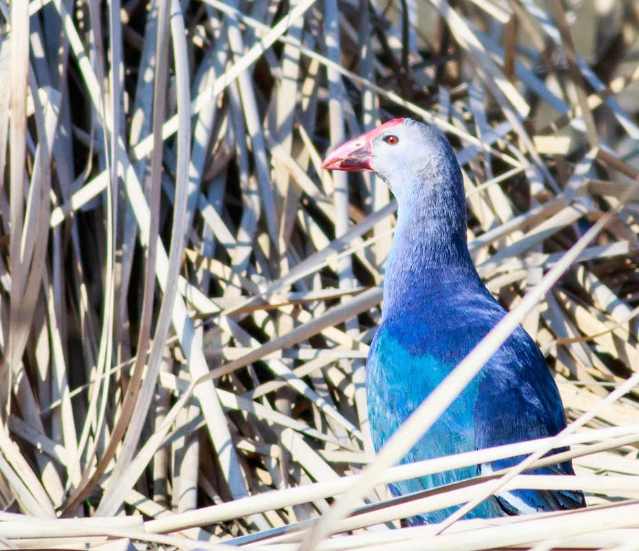Grey-headed Swamphen