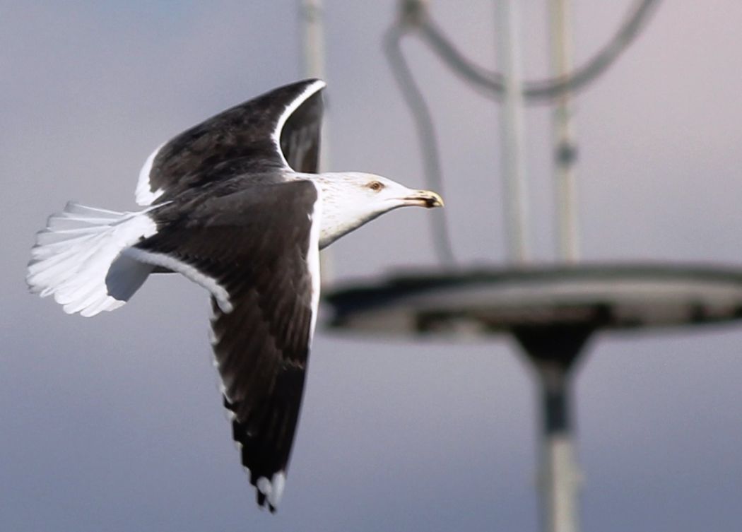 Great Black-backed Gull