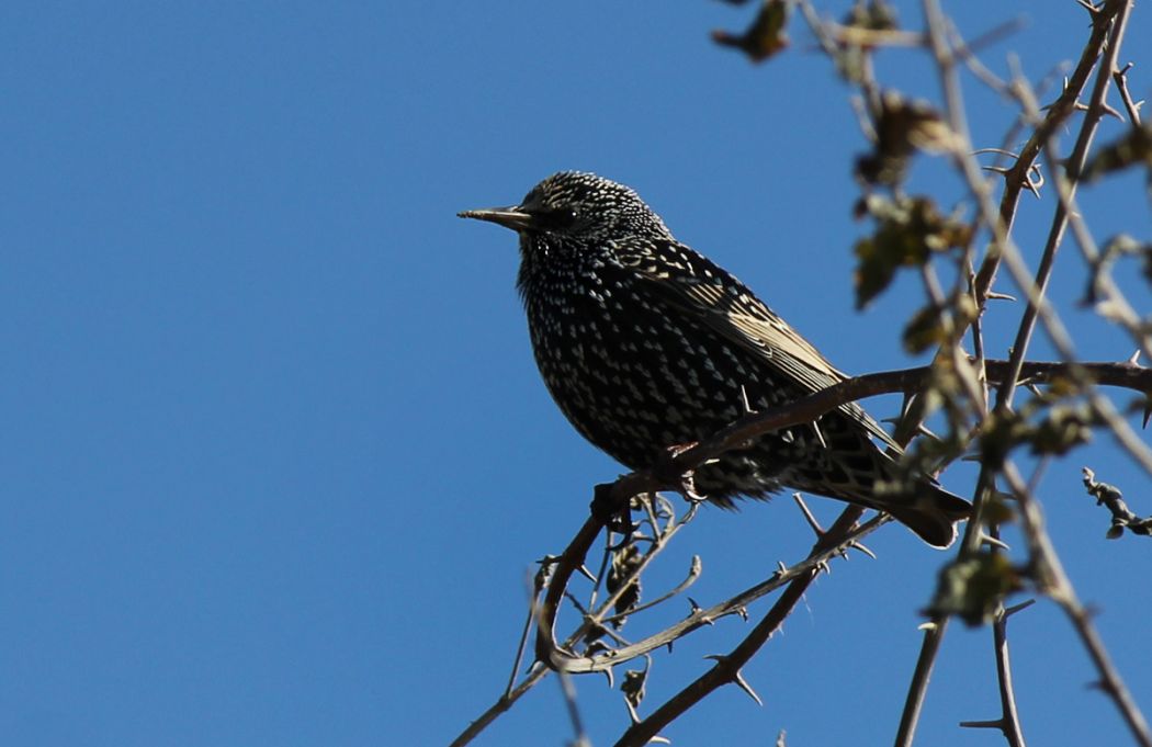 Common Starling