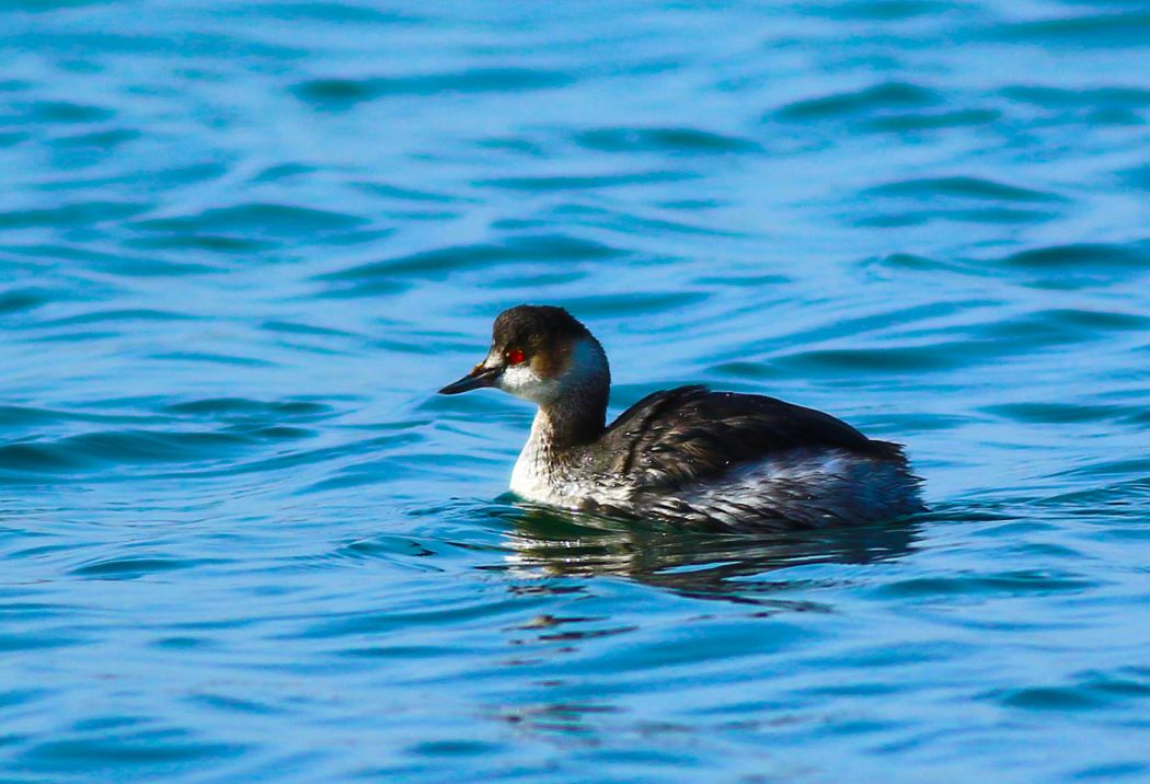 Black-necked Grebe