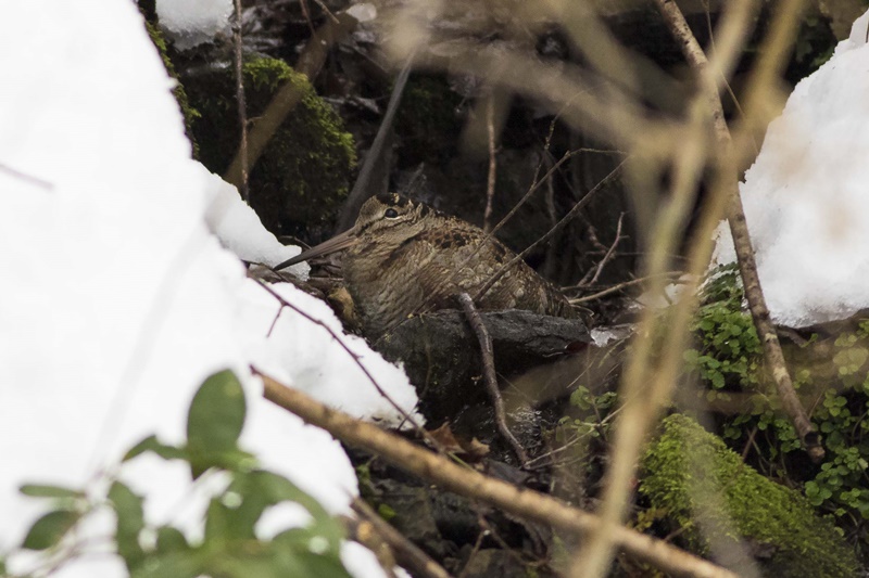 Eurasian Woodcock