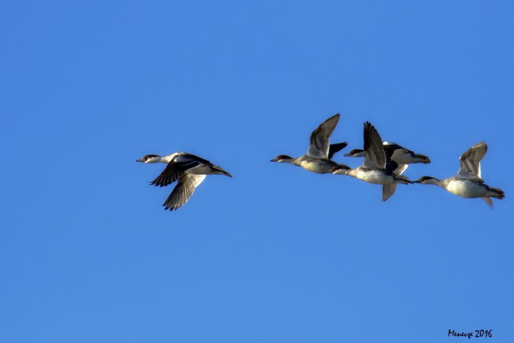 Smew