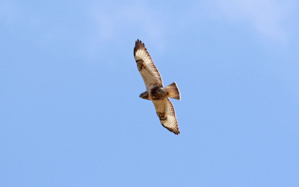 Rough-legged Buzzard