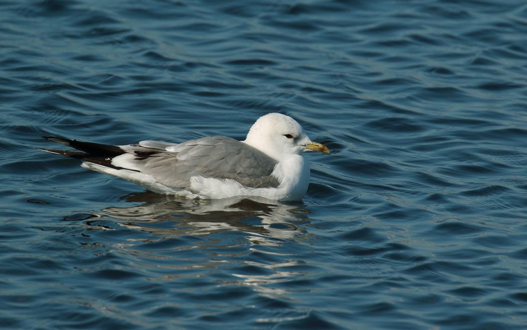 Common Gull
