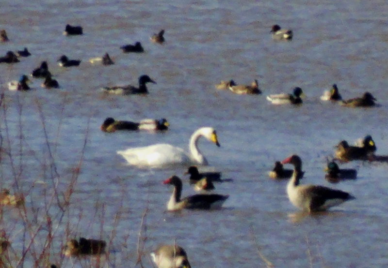 Whooper Swan