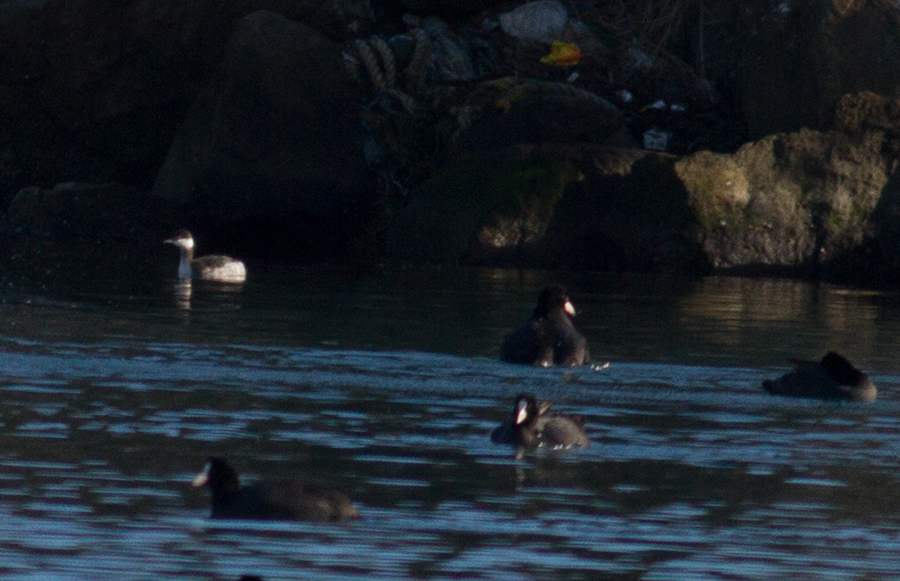 Horned Grebe