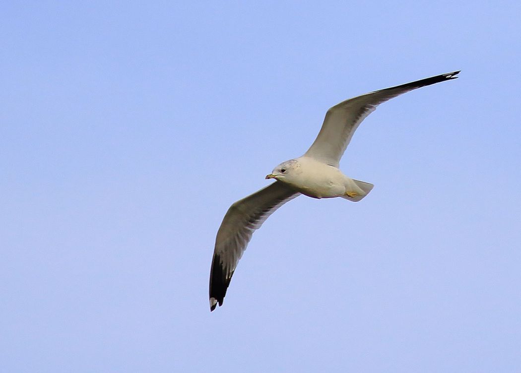 Common Gull