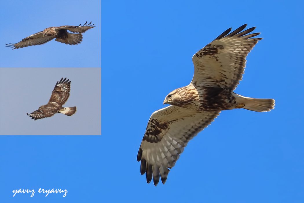Rough-legged Buzzard