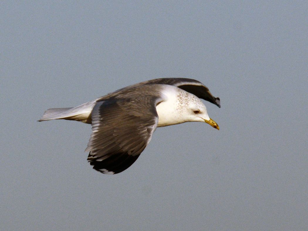 Common Gull