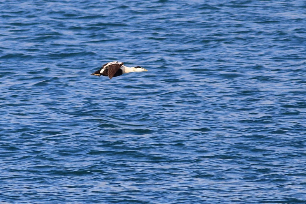 Common Eider