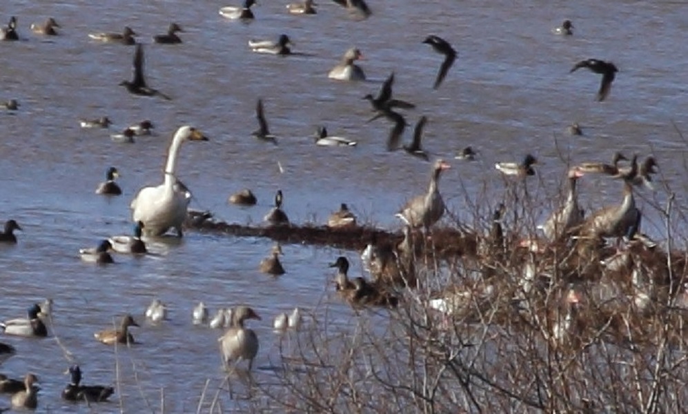 Whooper Swan