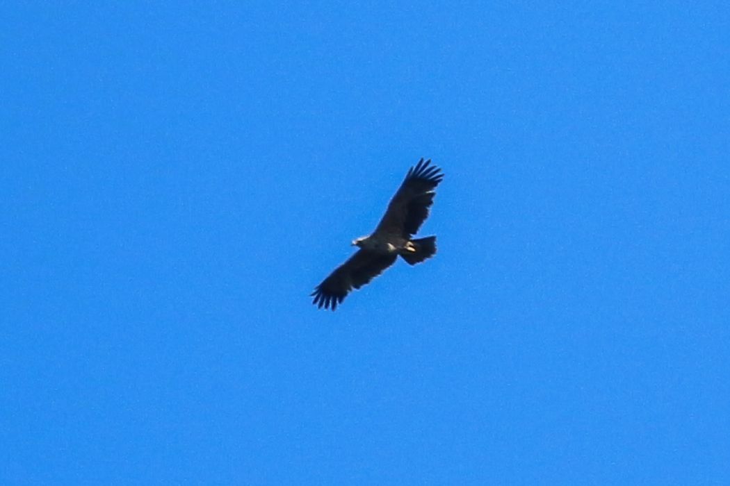 Steppe Eagle