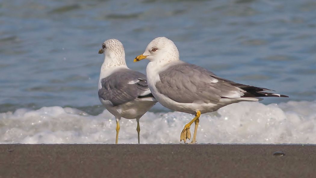 Common Gull