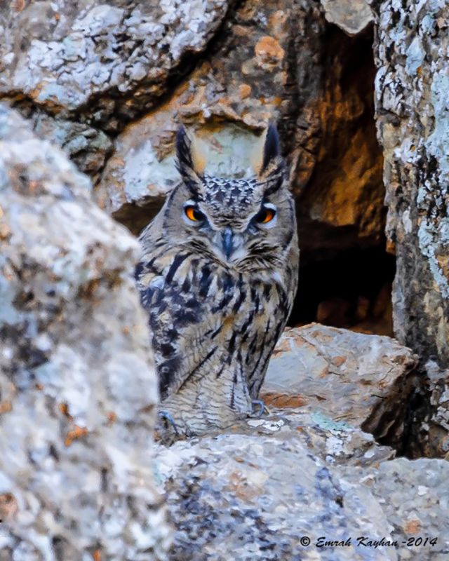 Eurasian Eagle-Owl