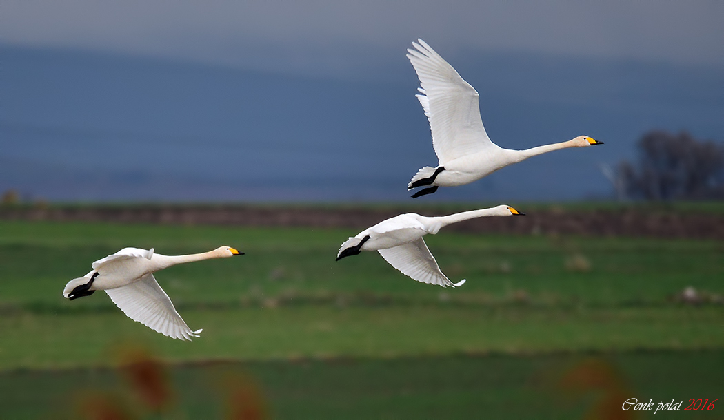 Whooper Swan