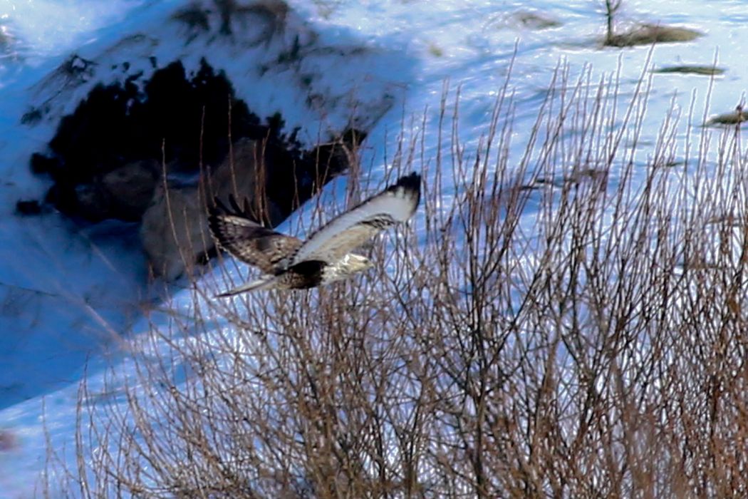 Rough-legged Buzzard
