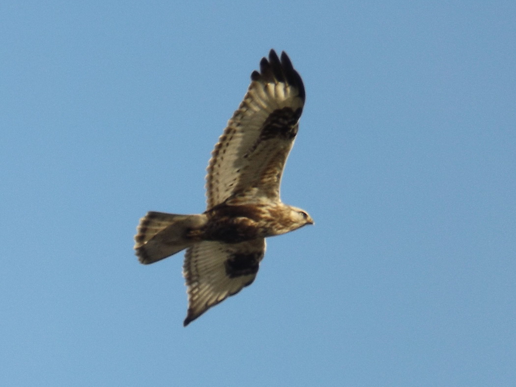 Rough-legged Buzzard