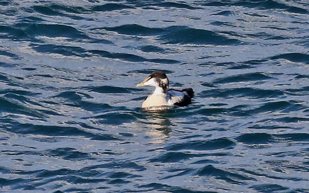 Common Eider