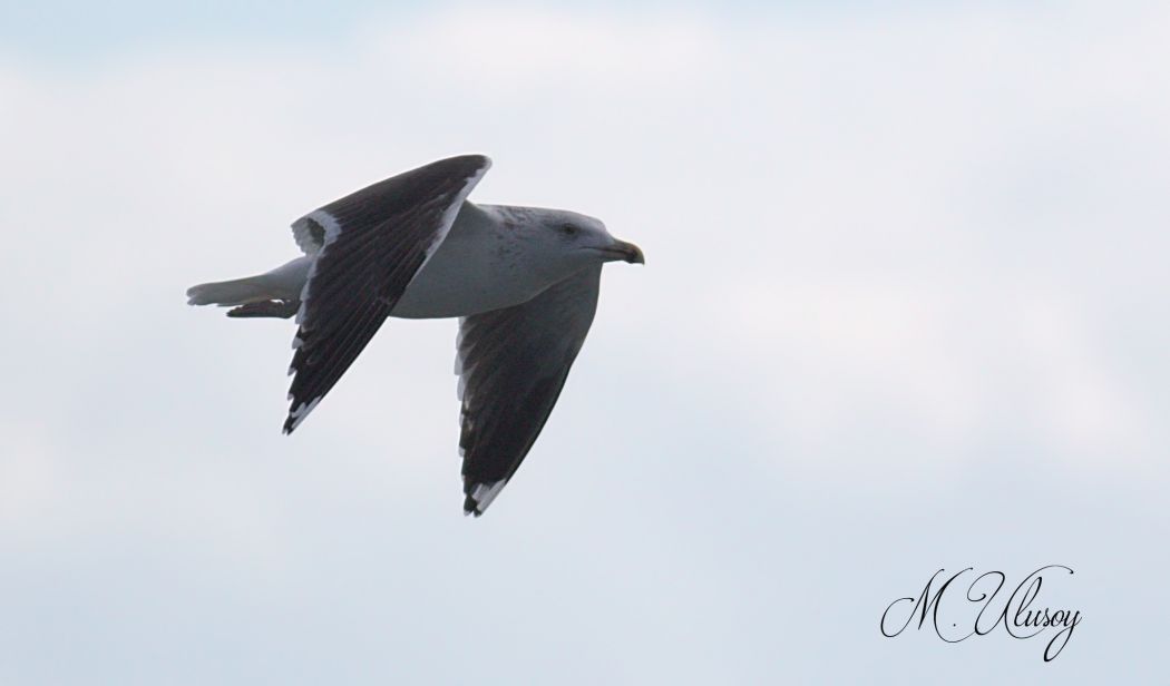 Great Black-backed Gull
