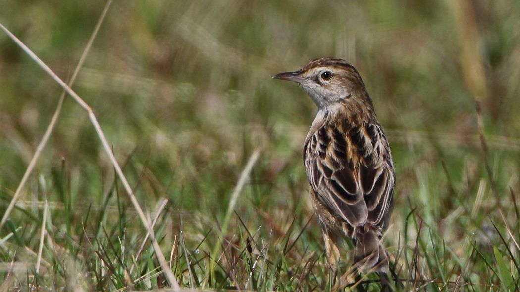 Zitting Cisticola