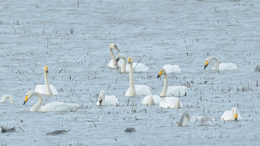 Whooper Swan