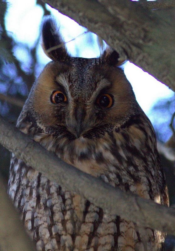 Long-eared Owl