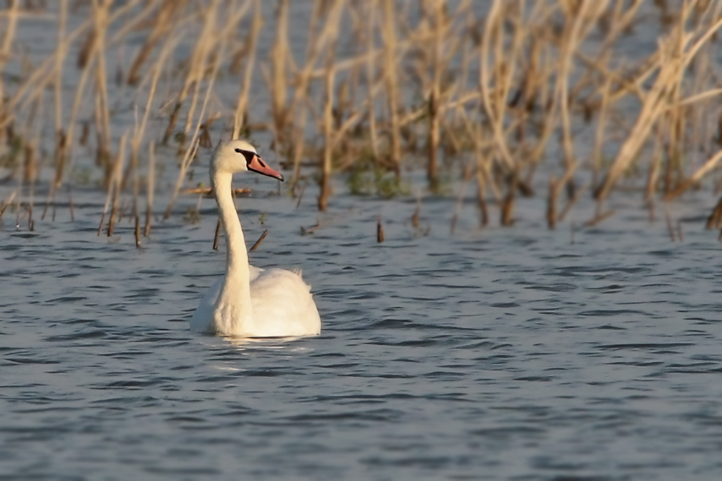Mute Swan