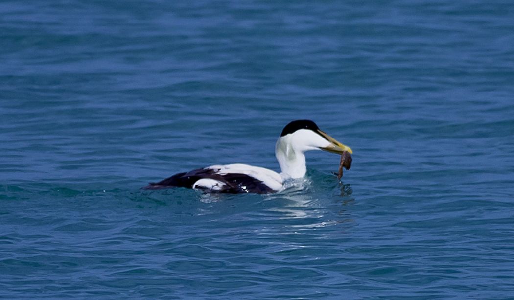 Common Eider