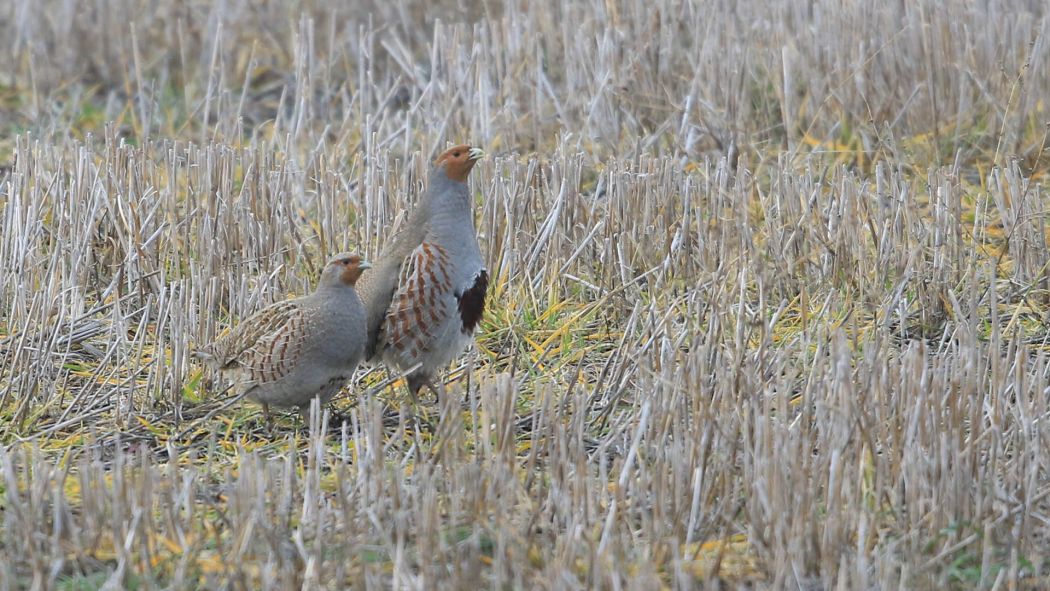 Grey Partridge